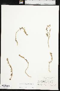 Bacopa monnieri image