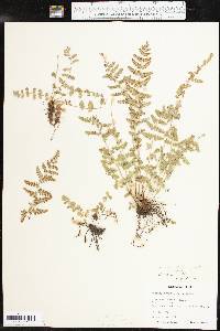 Woodsia mexicana image