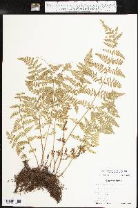 Woodsia obtusa subsp. occidentalis image