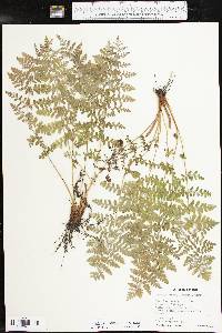 Woodsia obtusa subsp. obtusa image