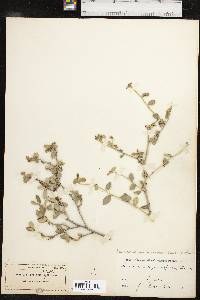 Bernardia myricifolia image