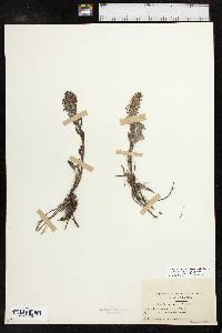 Synthyris rubra image