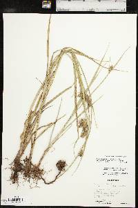 Bolboschoenus maritimus subsp. paludosus image