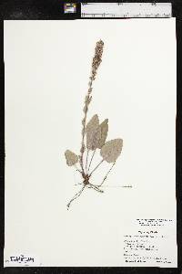 Veronica wyomingensis image