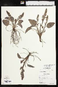 Veronica wyomingensis image