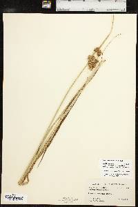 Bolboschoenus robustus image