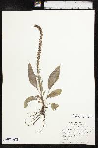 Veronica wyomingensis image