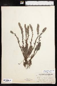 Veronica wyomingensis image