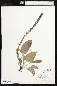 Veronica wyomingensis image