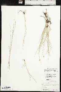 Bolboschoenus maritimus subsp. paludosus image