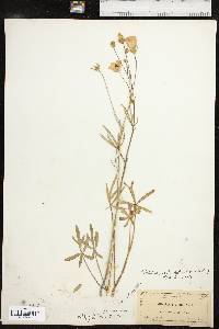 Callirhoe pedata image