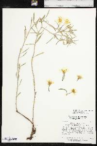 Oenothera capillifolia image