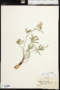 Callirhoe alcaeoides image