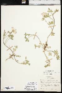 Callirhoe alcaeoides image