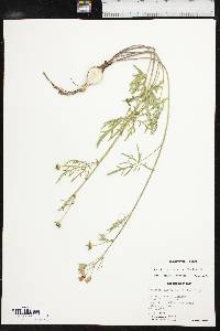 Callirhoe alcaeoides image