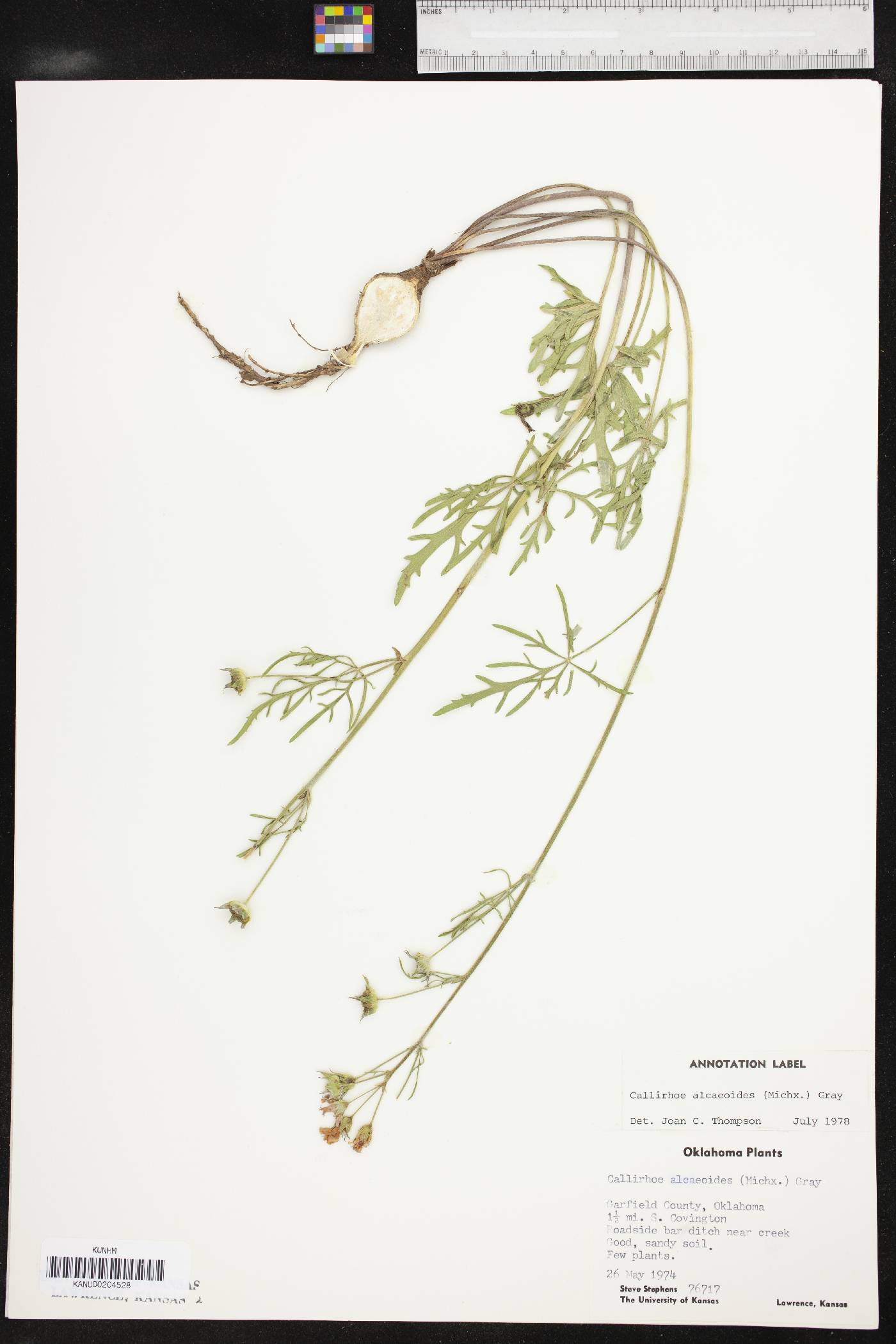 Callirhoe alcaeoides image