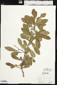 Sideroxylon lanuginosum image