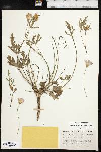 Callirhoe alcaeoides image