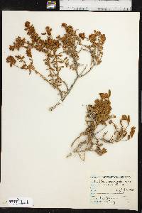 Buddleja scordioides image