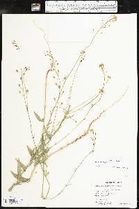 Camelina rumelica image