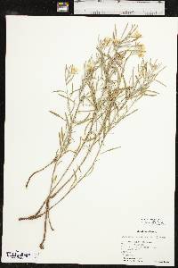 Oenothera serrulata image