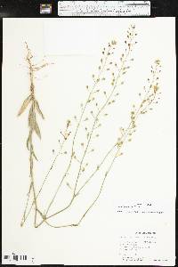 Camelina rumelica image