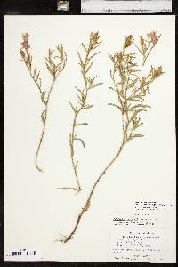 Calylophus hartwegii subsp. fendleri image