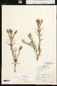 Calylophus hartwegii subsp. filifolius image