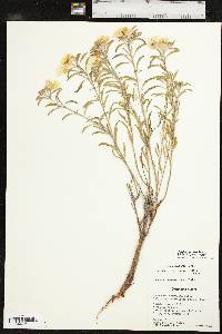 Oenothera serrulata image