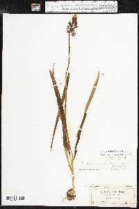 Camassia scilloides image