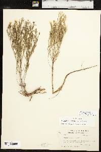 Oenothera serrulata image