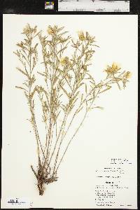 Oenothera serrulata image