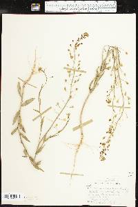 Camelina microcarpa image