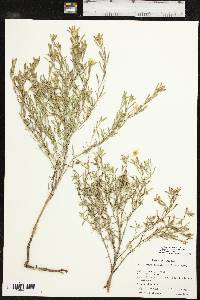 Oenothera serrulata image