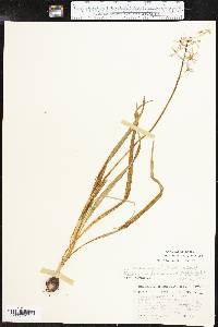 Camassia scilloides image