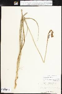 Camassia scilloides image