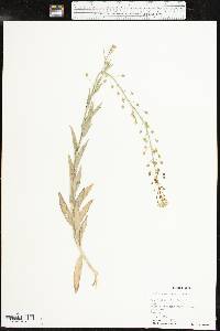 Camelina microcarpa image