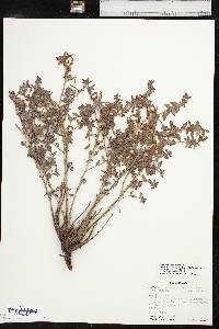 Calylophus hartwegii subsp. pubescens image