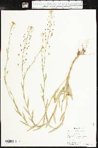 Camelina microcarpa image