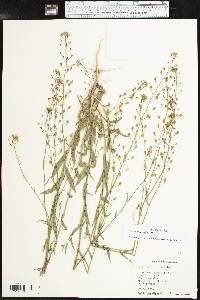 Camelina rumelica image