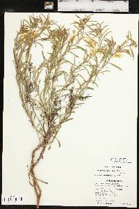 Oenothera serrulata image