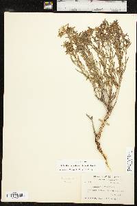 Oenothera serrulata image