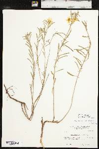 Oenothera serrulata image