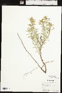 Oenothera serrulata image