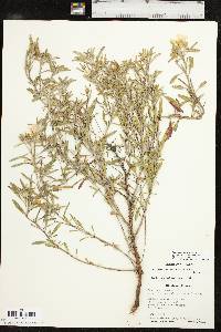 Oenothera serrulata image