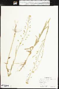 Camelina microcarpa image