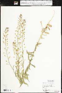 Camelina microcarpa image