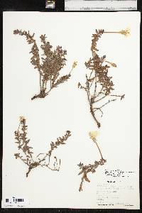 Calylophus hartwegii subsp. pubescens image