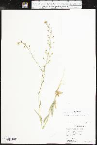 Camelina rumelica image