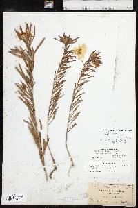 Oenothera capillifolia image